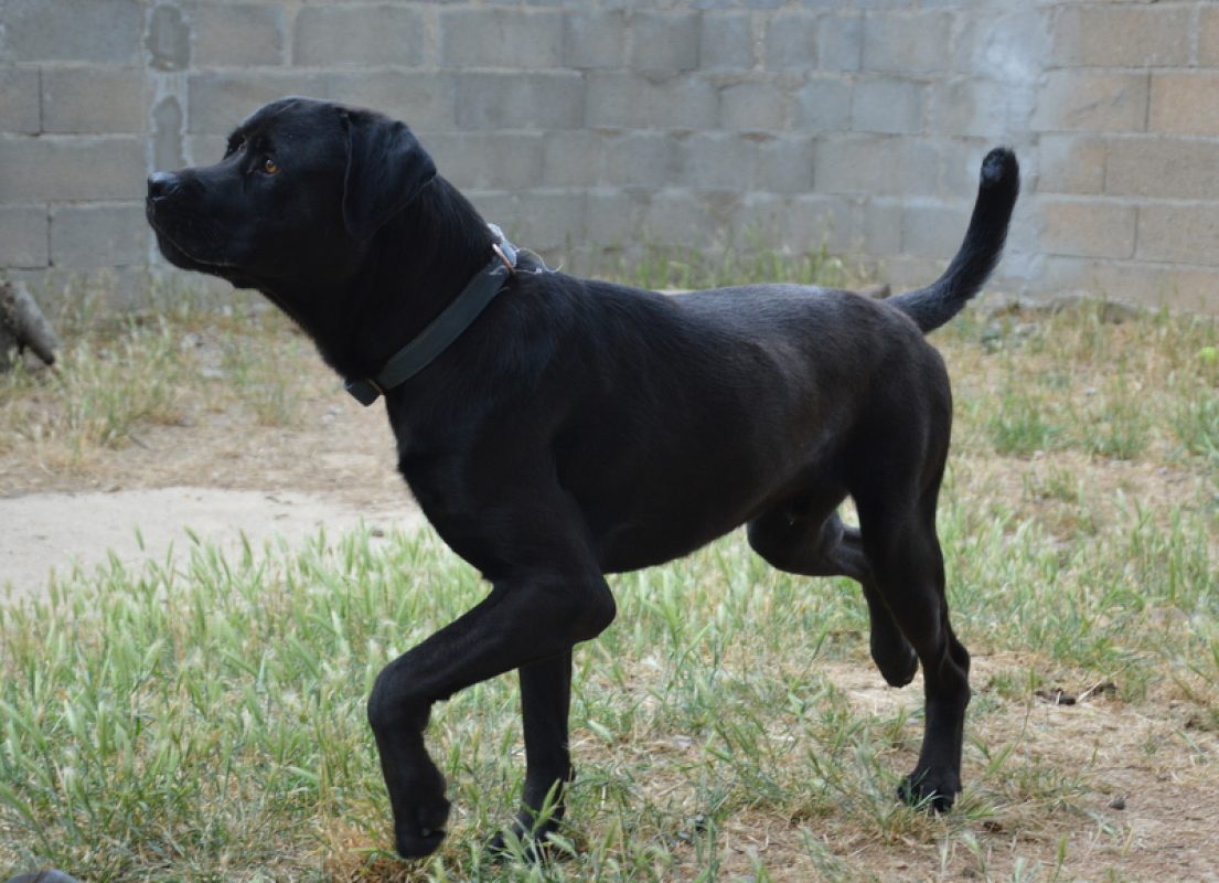 Rayton - Chien à adopter - photo 2