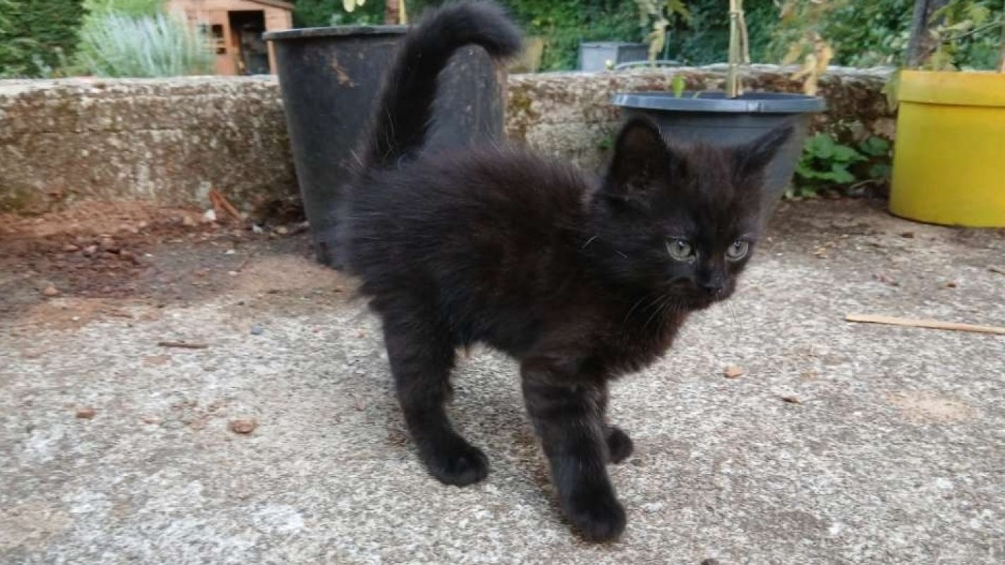 Slow - Chat Européen à adopter