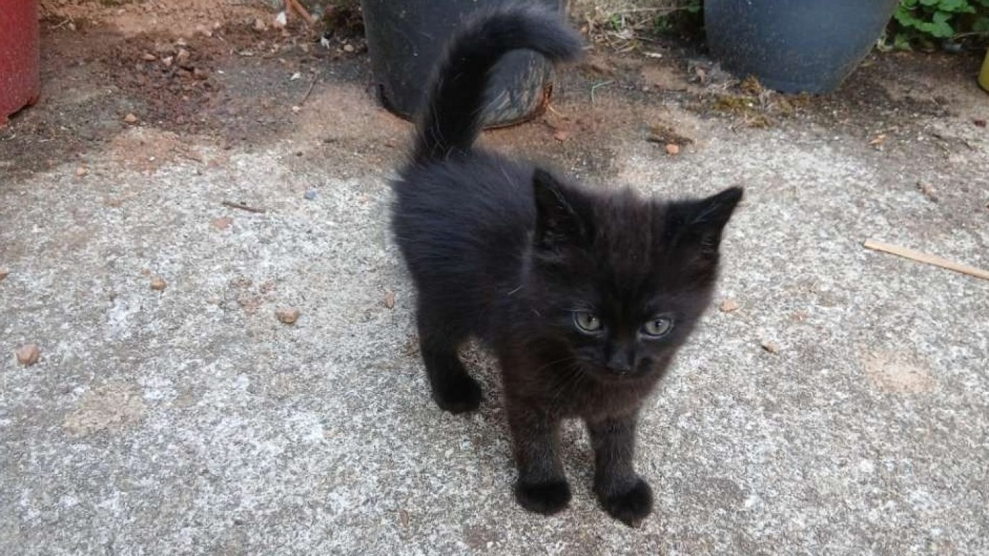 Slow - Chat Européen à adopter - photo 2