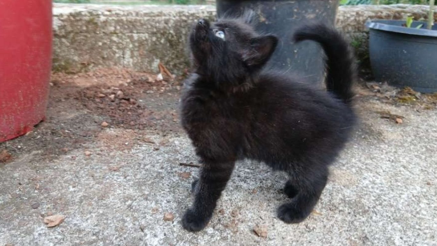Swing - Chat Européen à adopter - photo 2