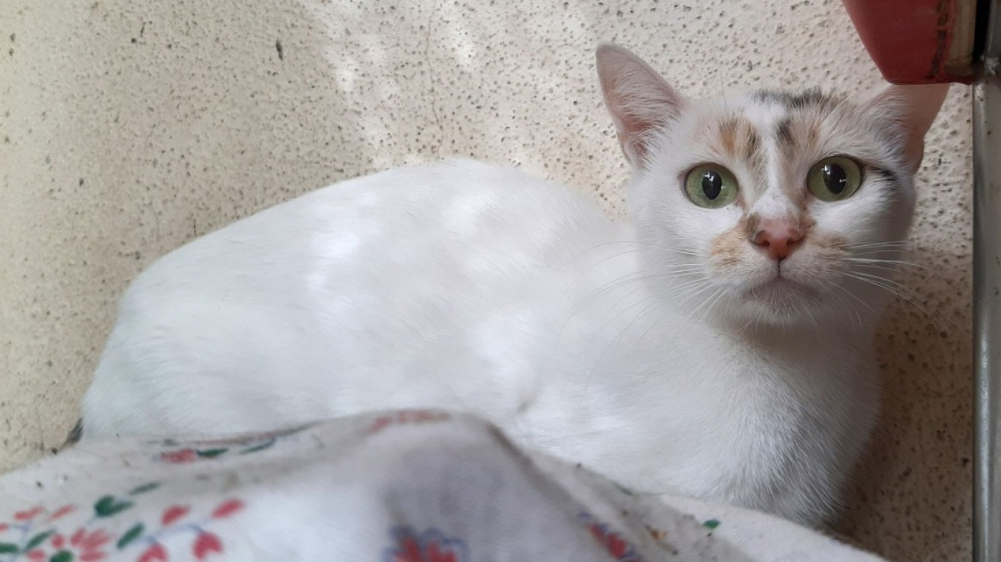 Photo de Bella