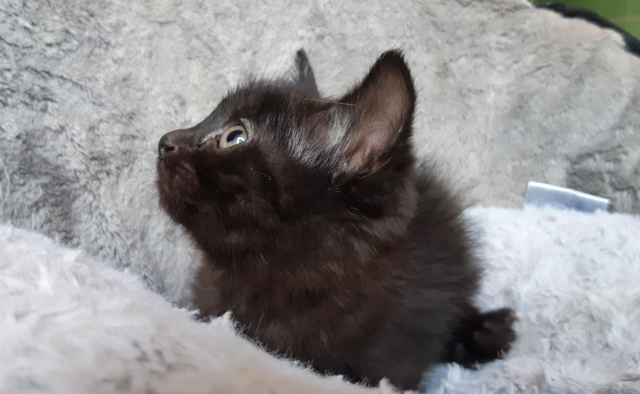 Photo #3 de Tasmani