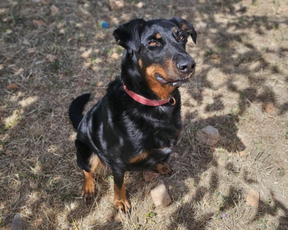 Tess - Chien à adopter