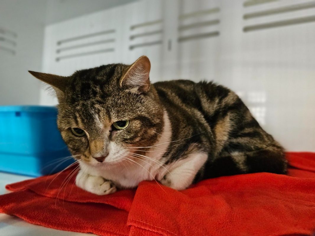 Mathurin - Chat Européen à adopter