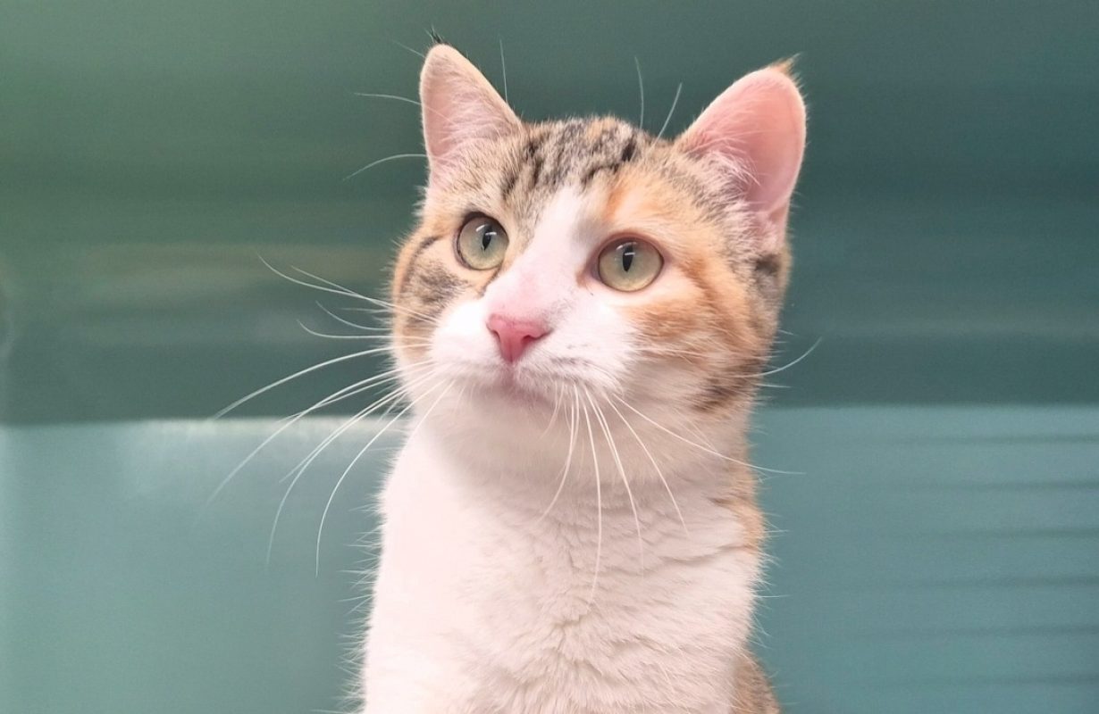 Malisse - Chat Européen à adopter