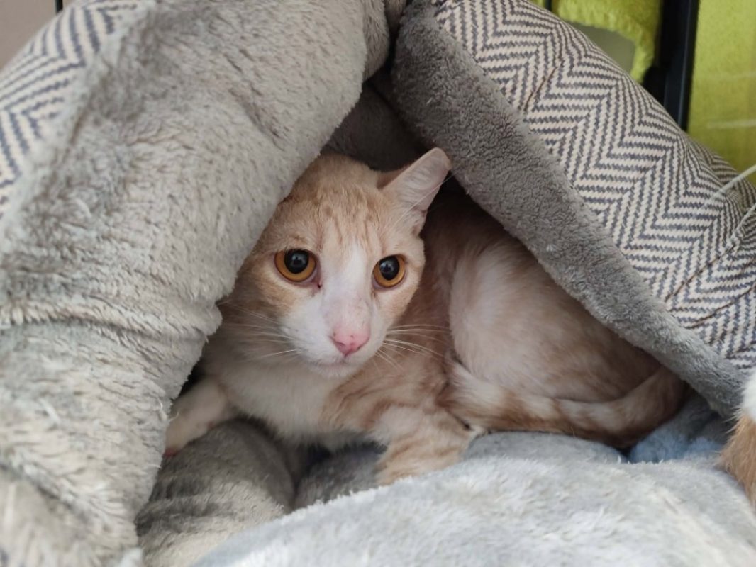 Gouda - Chat Européen à adopter