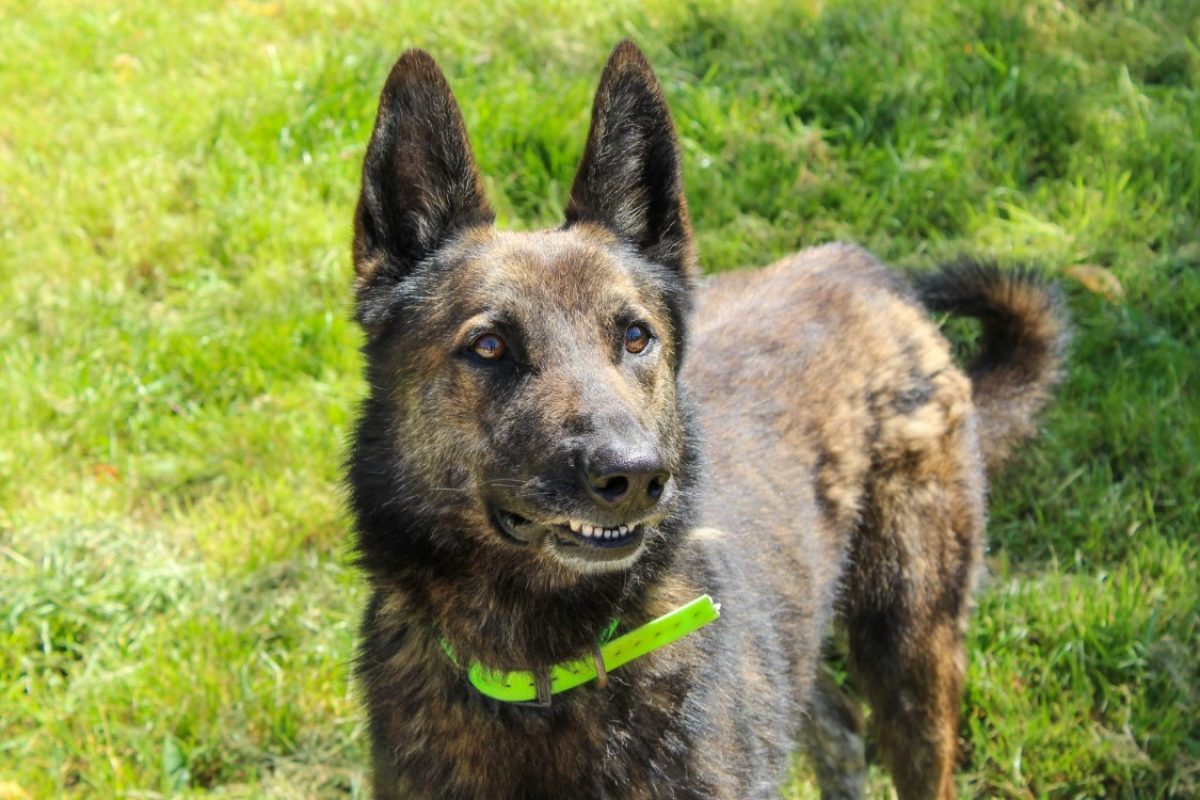 Falco - Chien à adopter
