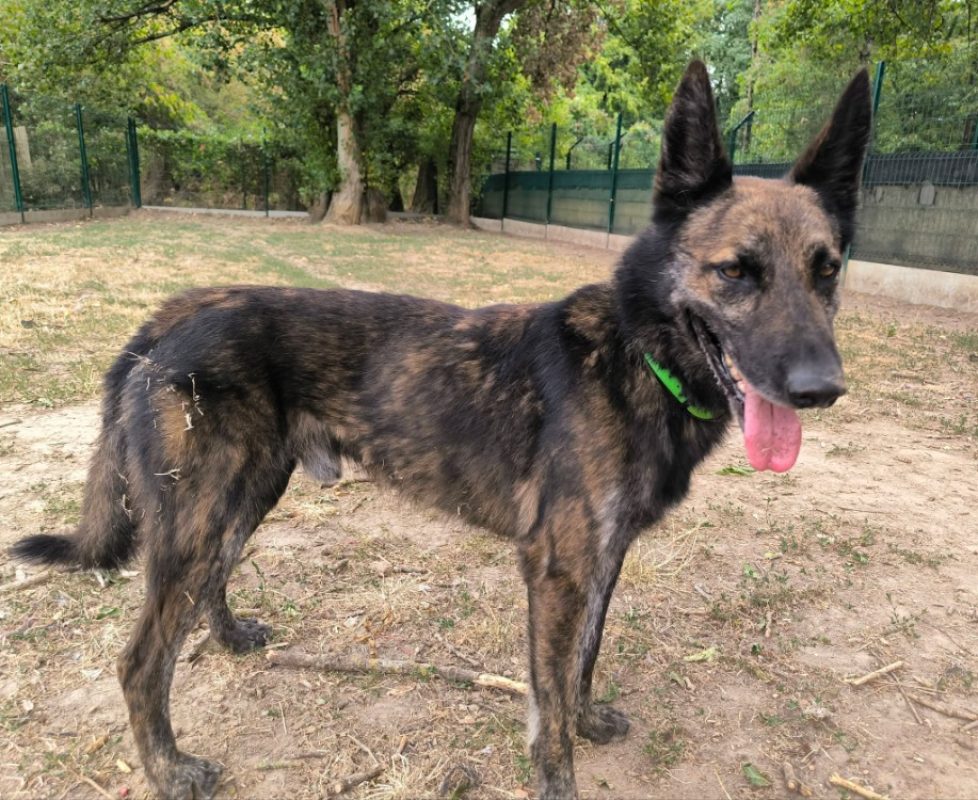 Falco - Chien à adopter - photo 2