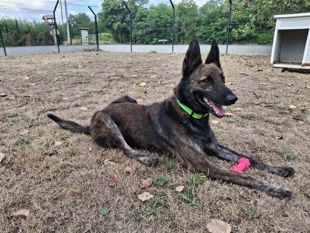 Falco - Chien à adopter - photo 4