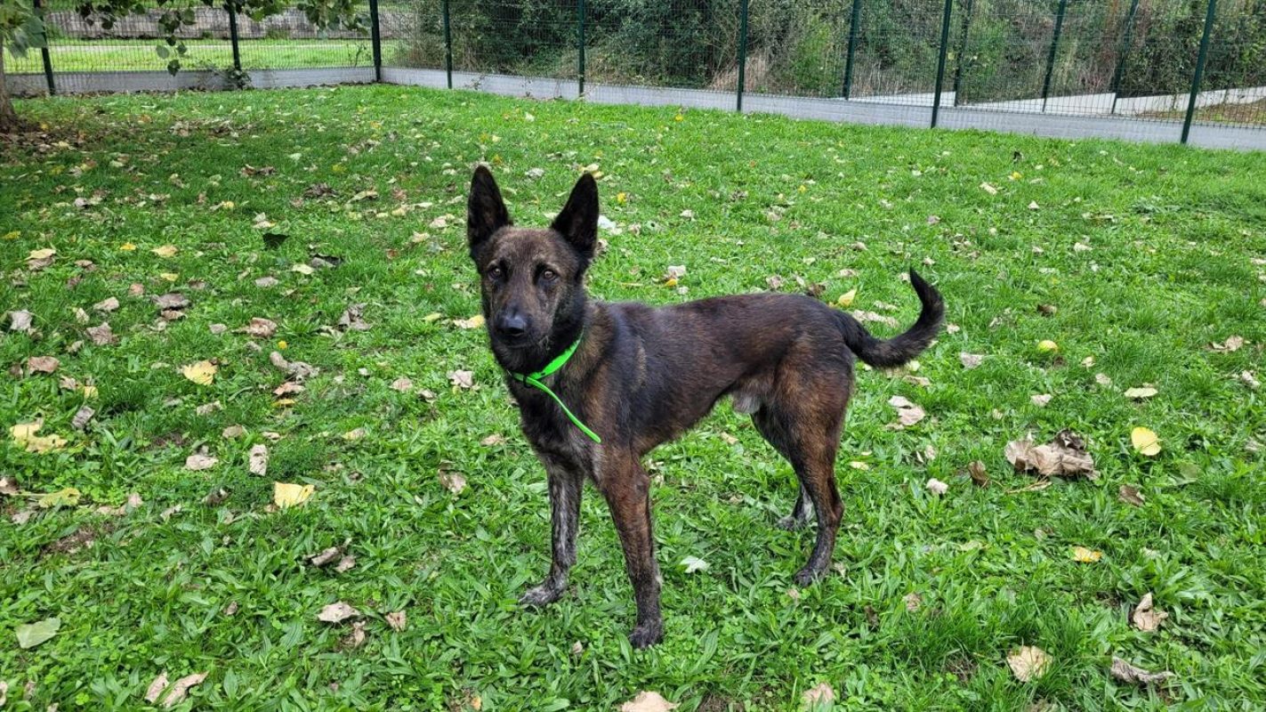 Falco - Chien à adopter - photo 5