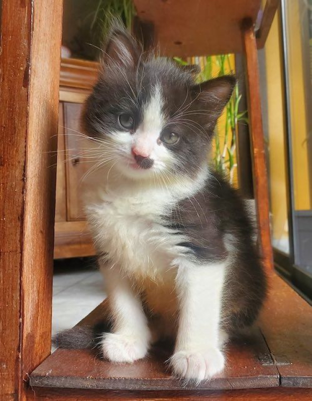 Photo #1 de MOUSTACHE