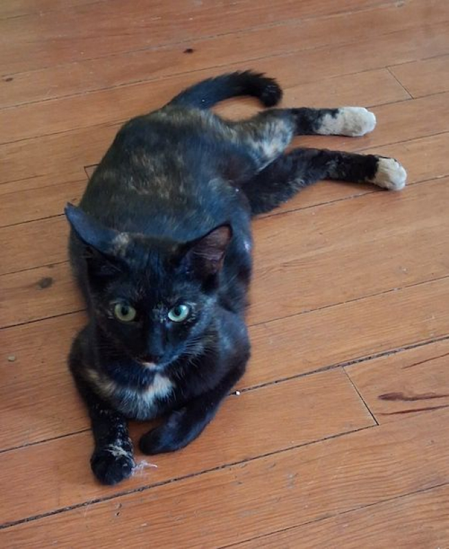 Photo de NOISETTE