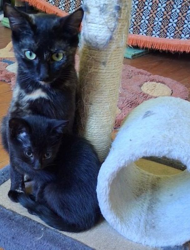NOISETTE - Chat à adopter - photo 2
