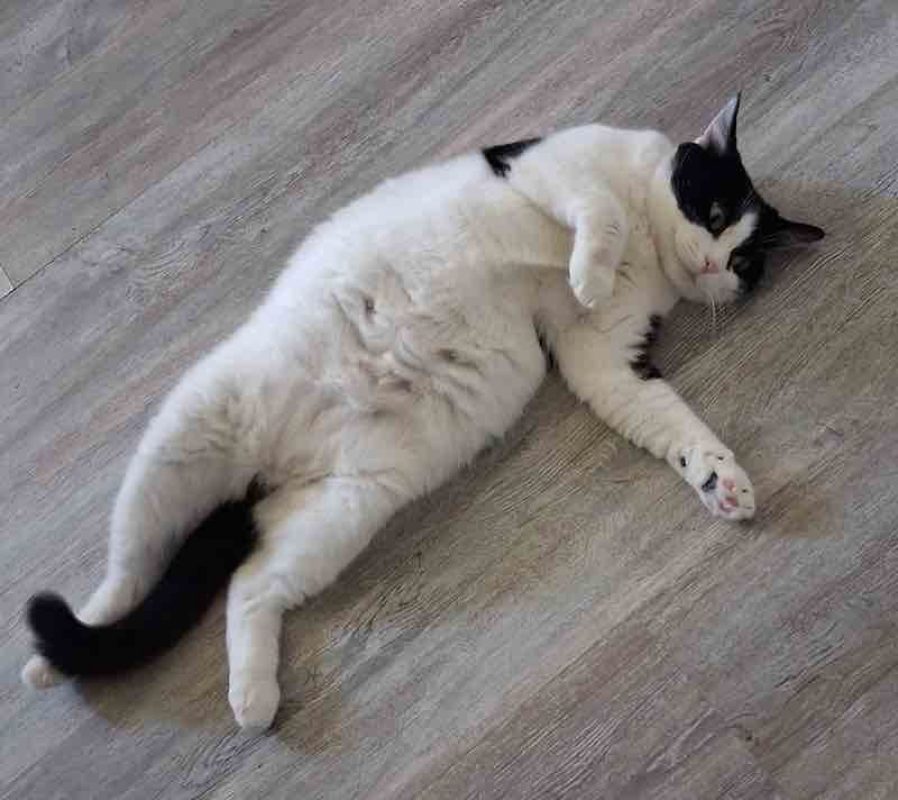 FÉLICIE - Chat à adopter - photo 8