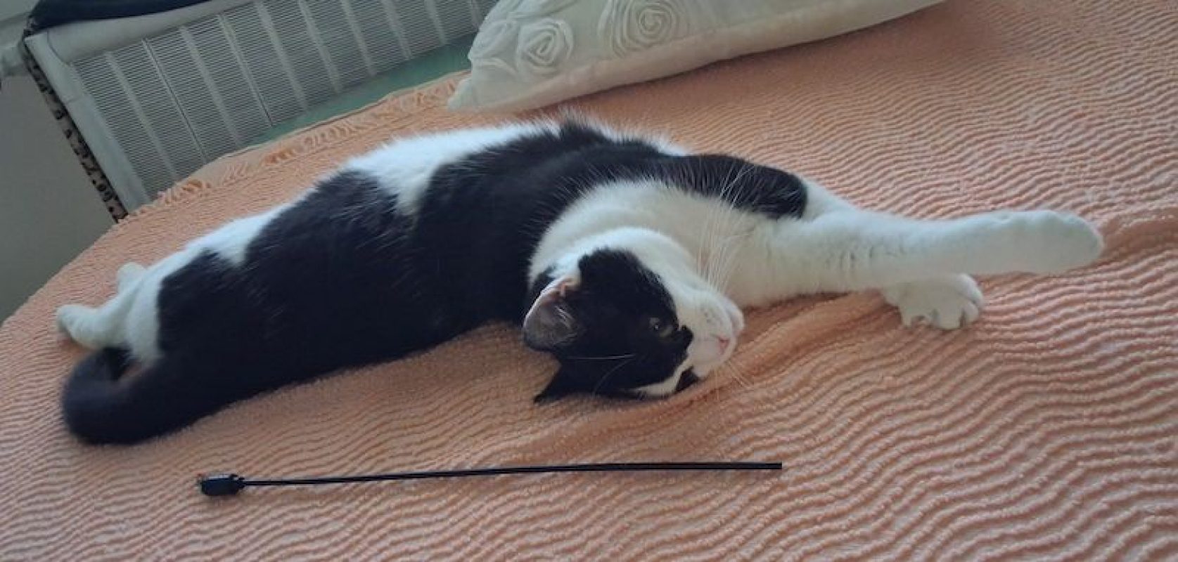 FÉLICIE - Chat à adopter - photo 7