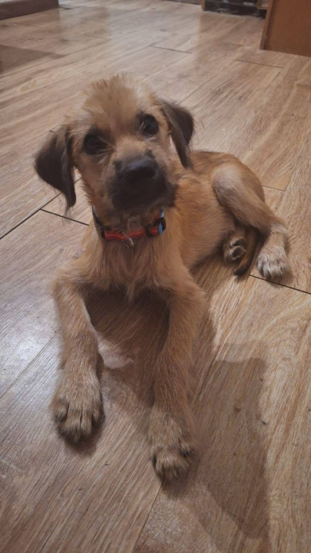 Photo #1 de Rocky