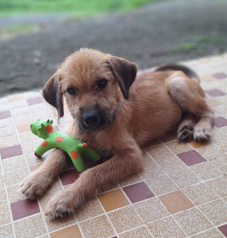 Photo #2 de Rocky