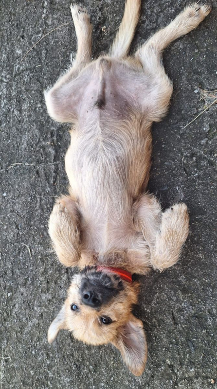 Photo #4 de Rocky