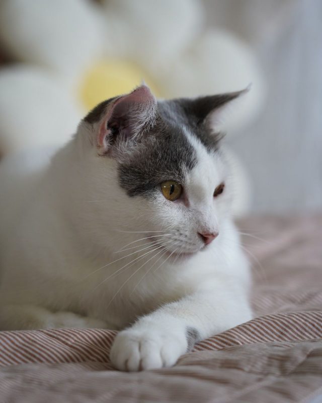 TOFORT - Chat à adopter - photo 9