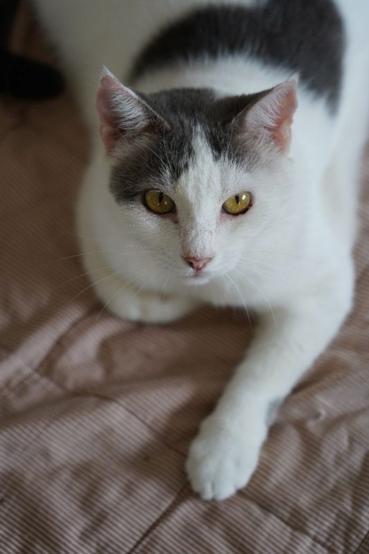 TOFORT - Chat à adopter - photo 10