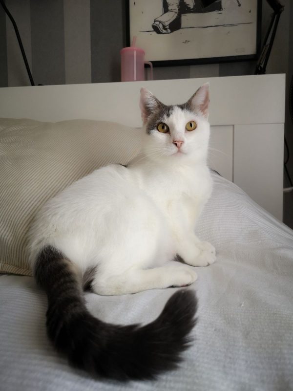 TOFORT - Chat à adopter - photo 8