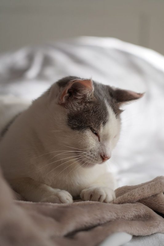 TOFORT - Chat à adopter - photo 11