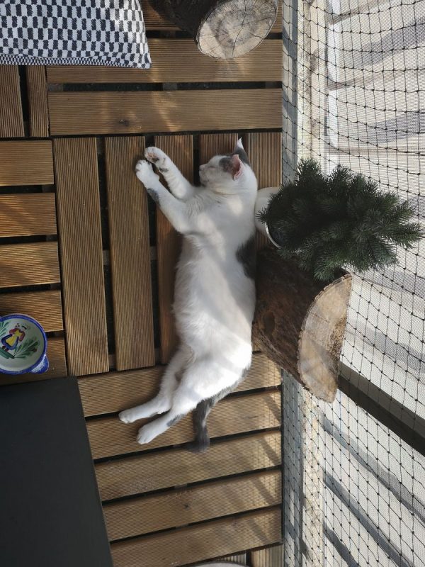 TOFORT - Chat à adopter - photo 12