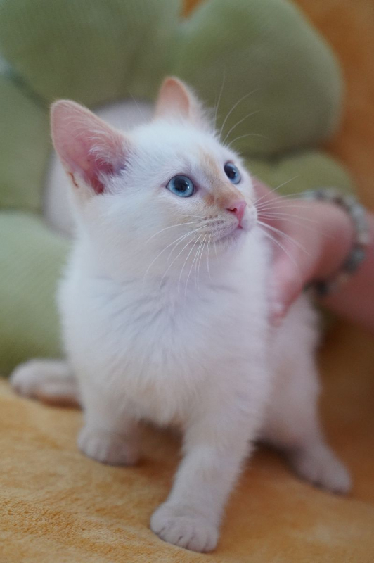 Photo #1 de BLEUET