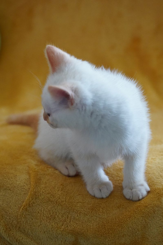 Photo #4 de BLEUET