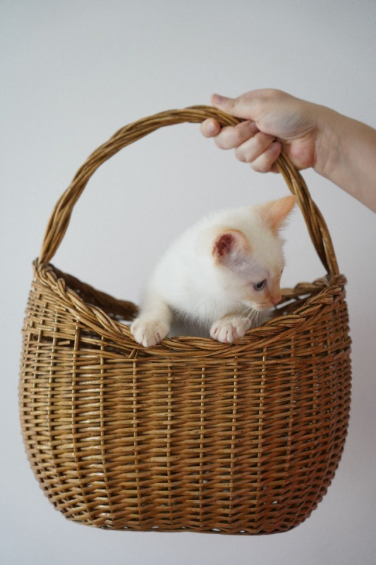 Photo #5 de BLEUET