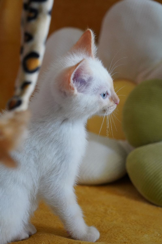 Photo #3 de BLEUET