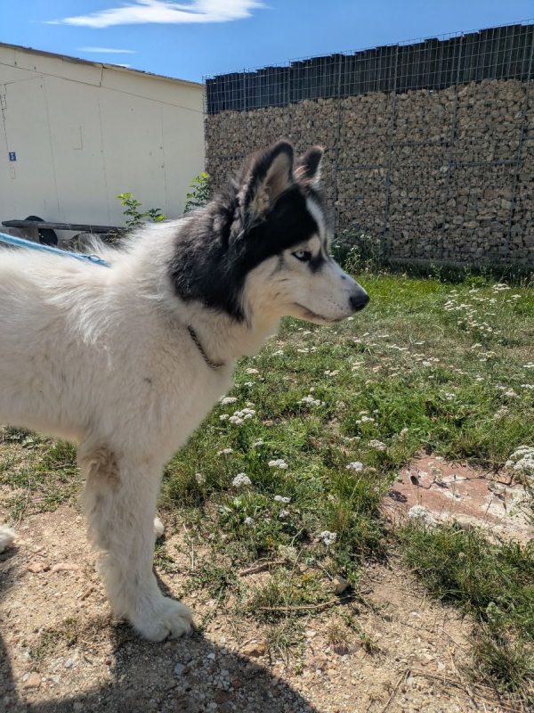 Sniper - Chien à adopter - photo 2