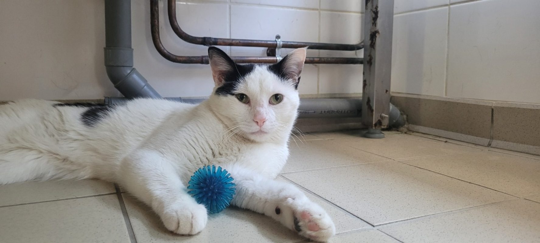 Biscuit - Chat Européen à adopter