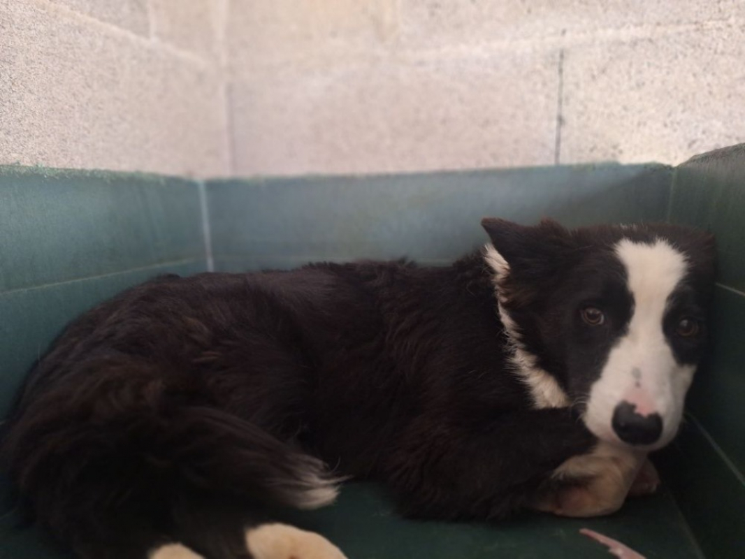 Photo #1 de Otis