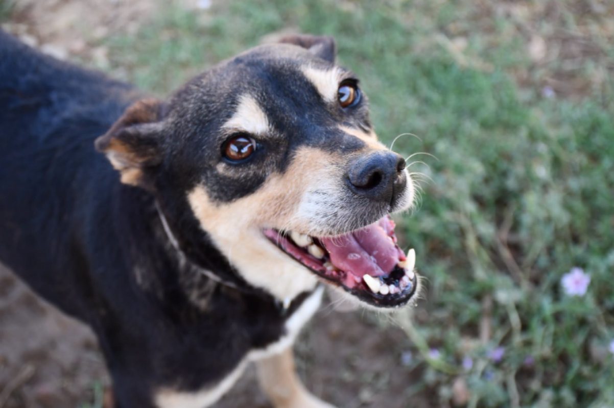Lyndra - Chien Berger à adopter