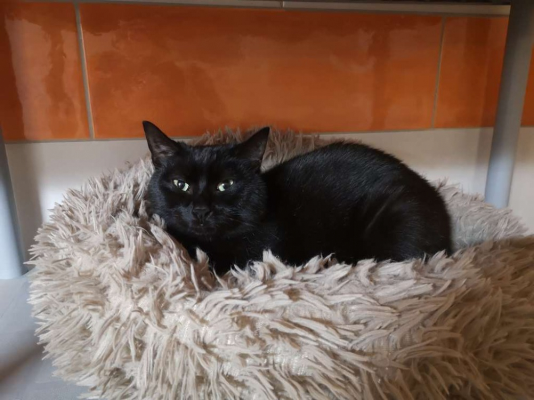 Photo #1 de Réservé neko