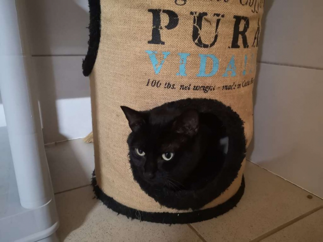 Photo #2 de Réservé neko