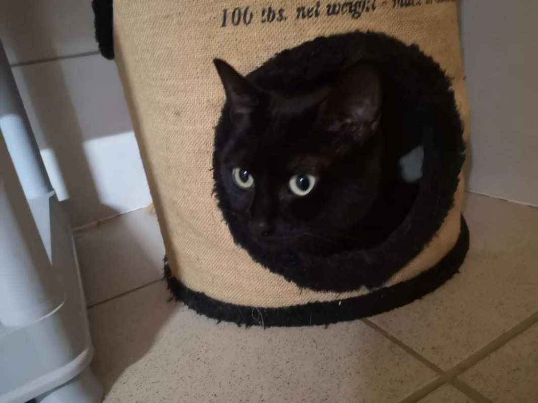 Photo #3 de Réservé neko