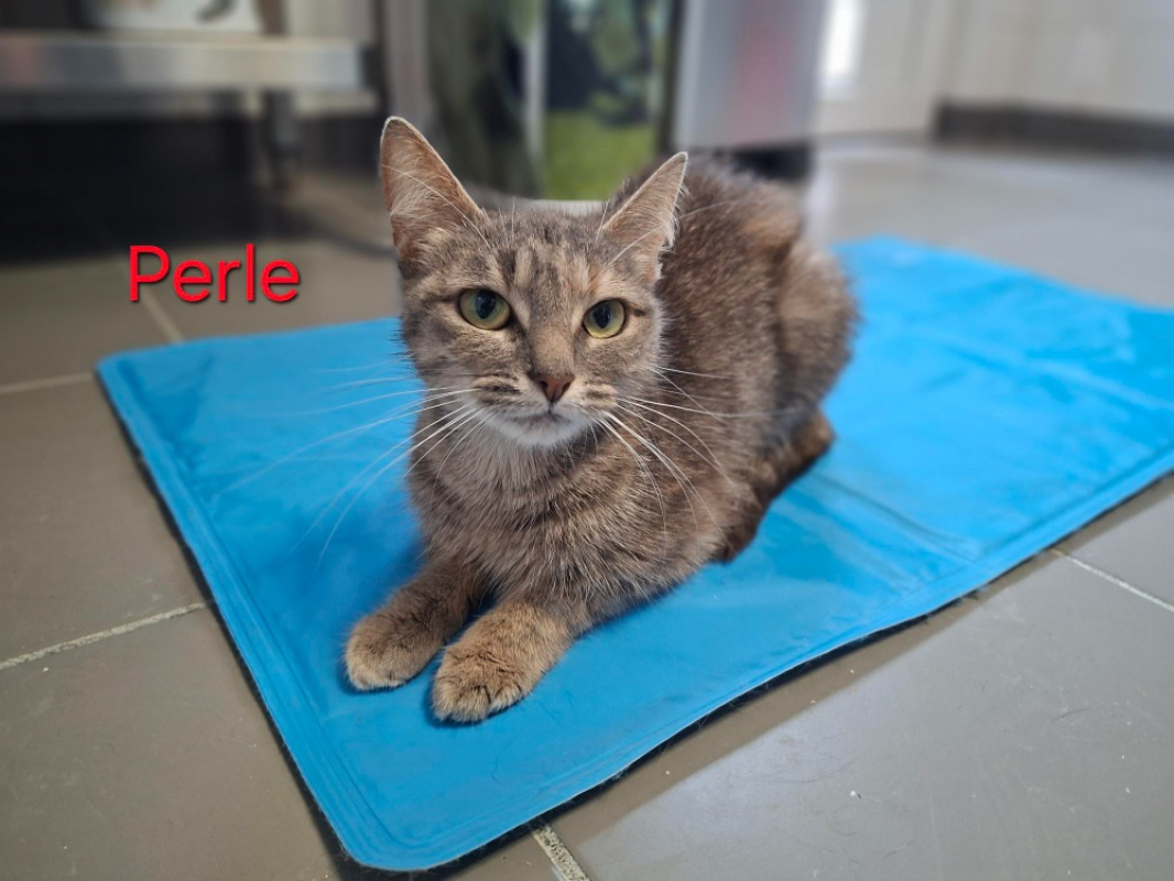 Photo de Perle