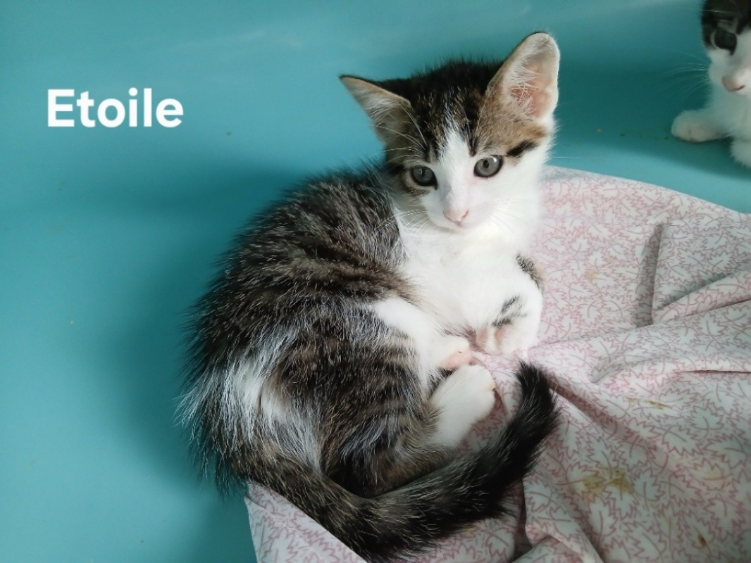 Photo de Etoile
