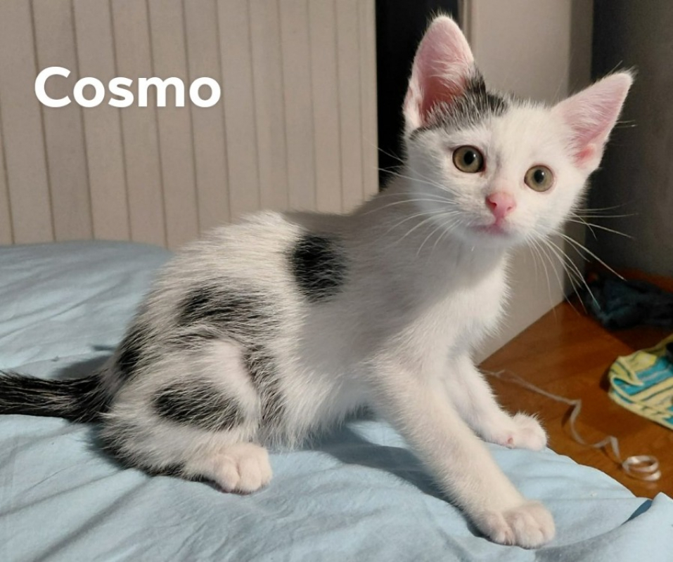 Photo de Cosmo