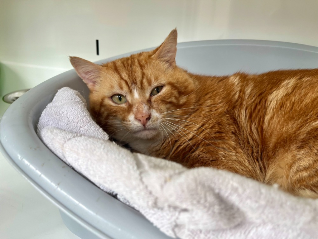 Photo de Hopis