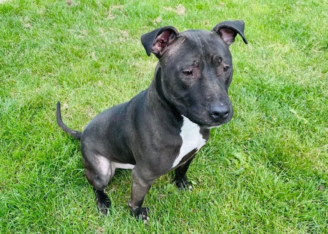 Fax - Chien à adopter - photo 2