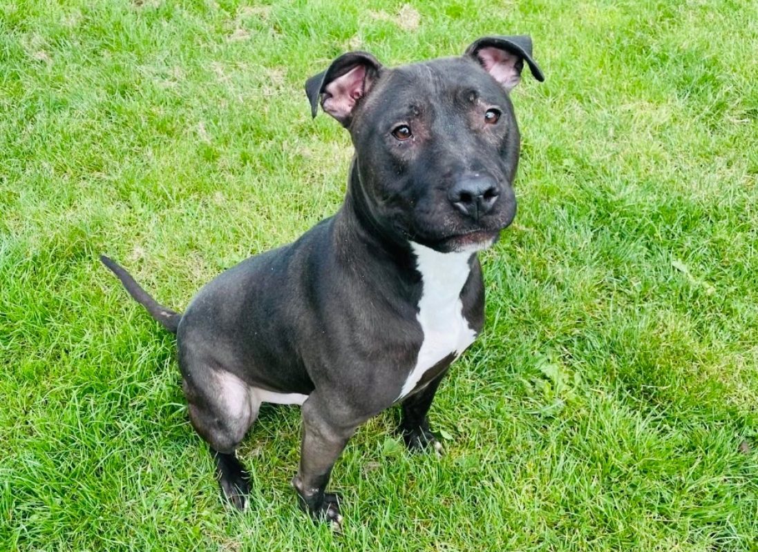 Fax - Chien à adopter - photo 3