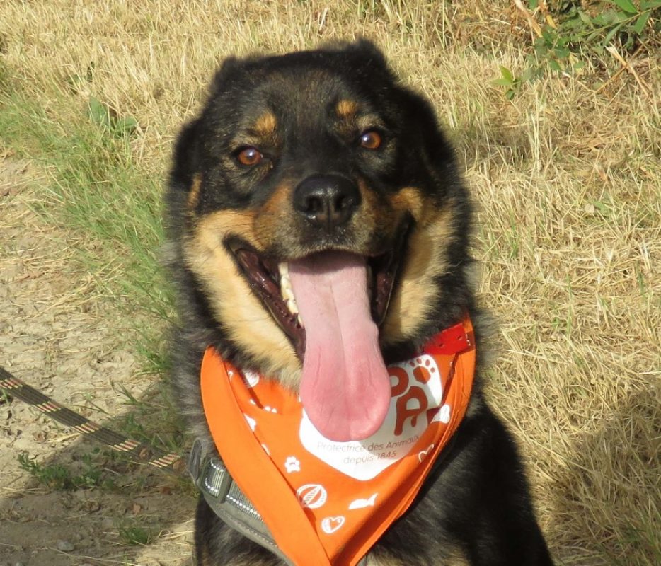 Hernando - Chien Berger à adopter - photo 2