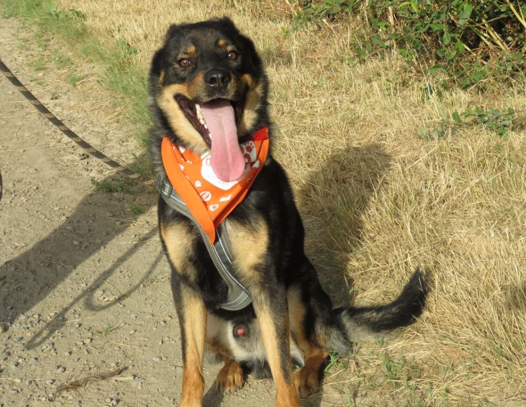 Hernando - Chien Berger à adopter - photo 3