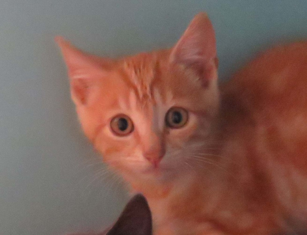 Photo de Biscuit