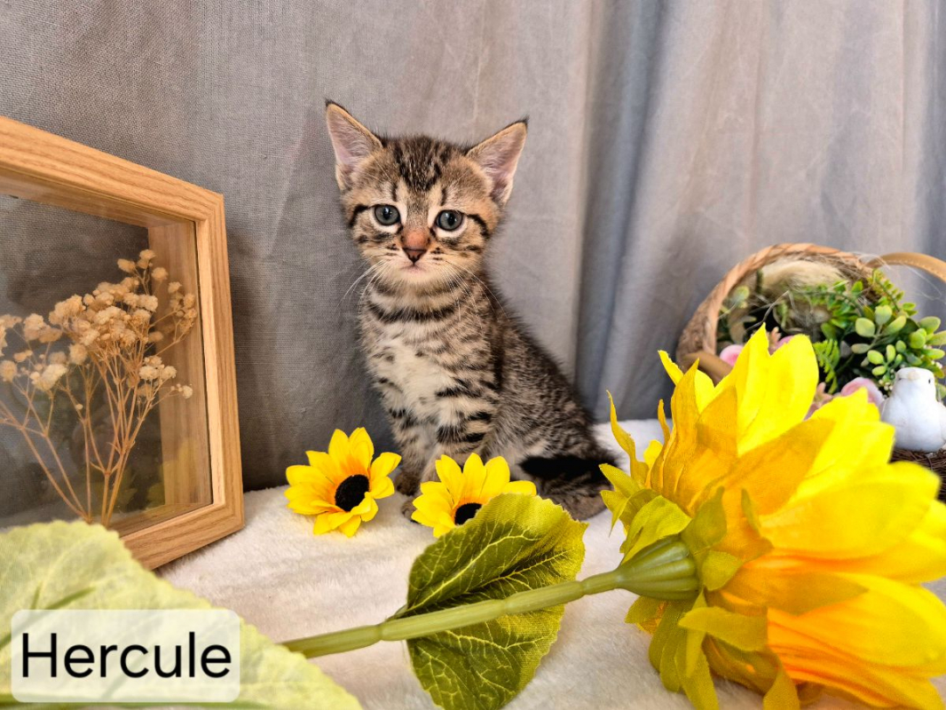 Photo #2 de Hercule