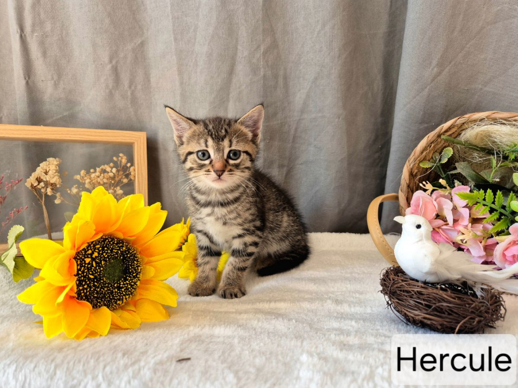 Photo #1 de Hercule