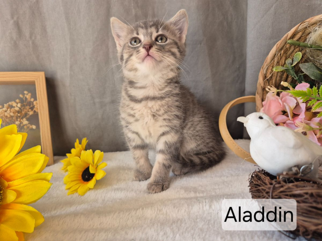 Photo #1 de Aladdin